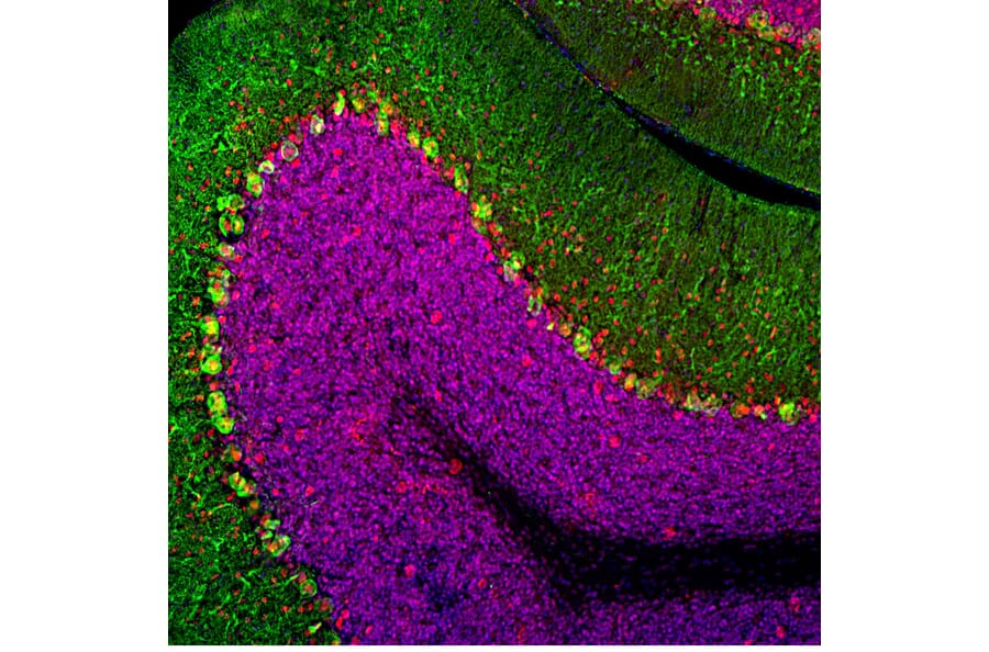 Immunofluorescence - Anti-Calbindin Antibody (A85359) - Antibodies.com