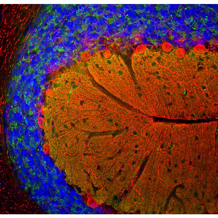 Immunofluorescence - Anti-Calbindin Antibody (A85359) - Antibodies.com
