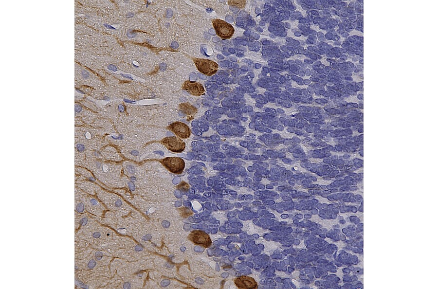 Immunohistochemistry - Anti-Calbindin Antibody (A85359) - Antibodies.com