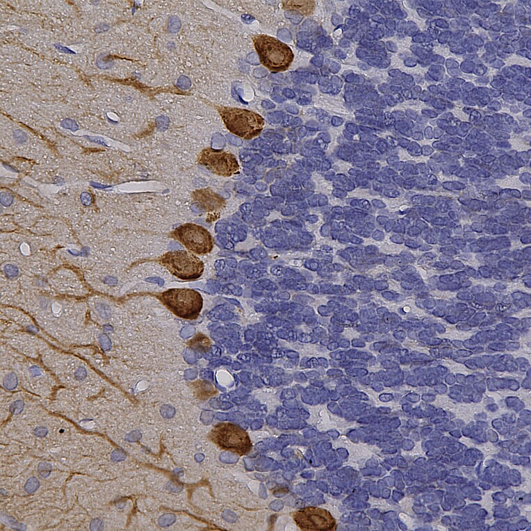 Immunohistochemistry - Anti-Calbindin Antibody (A85359) - Antibodies.com