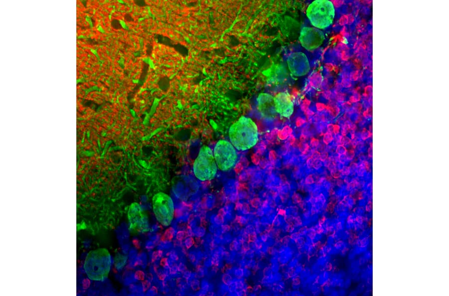 Immunofluorescence - Anti-Calbindin Antibody [4H7] (A85360) - Antibodies.com