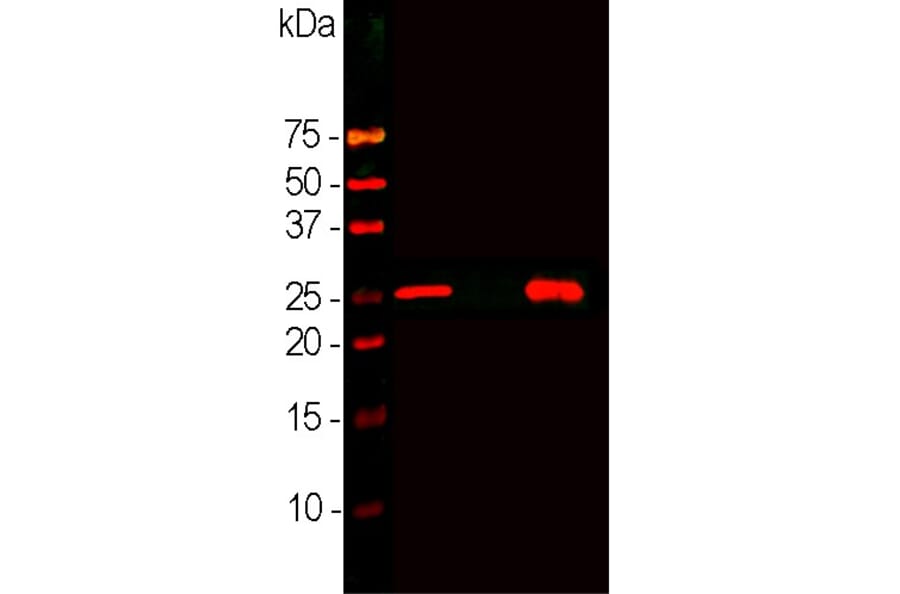Western Blot - Anti-Calbindin Antibody [4H7] (A85360) - Antibodies.com