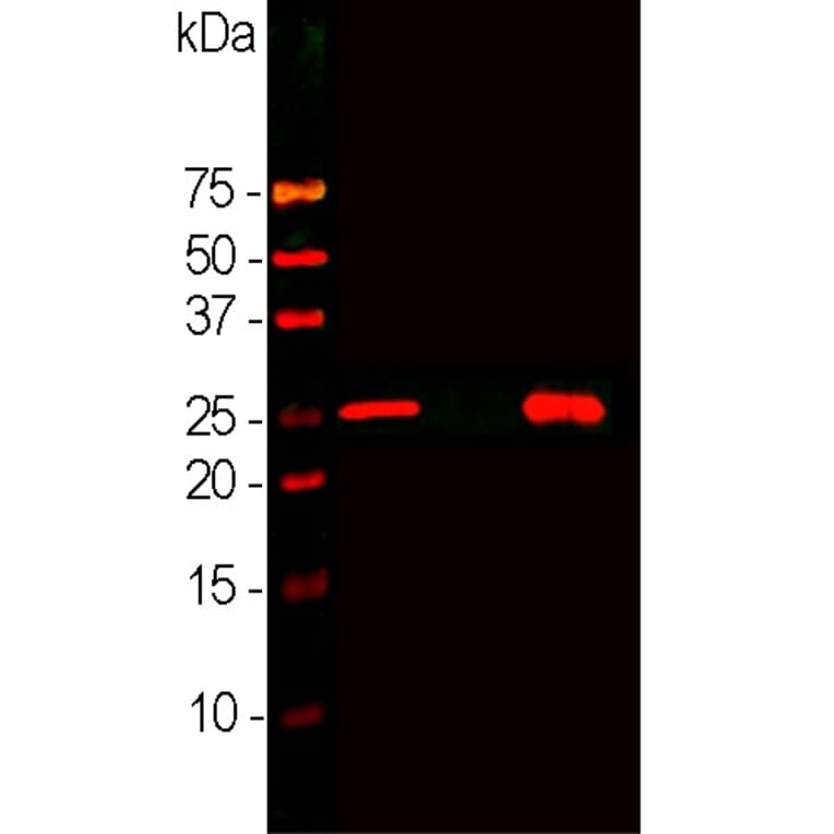 Western Blot - Anti-Calbindin Antibody [4H7] (A85360) - Antibodies.com