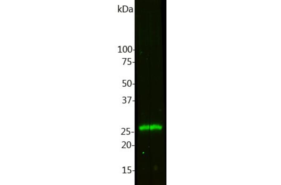 Western Blot - Anti-Calbindin Antibody [4H7] (A85360) - Antibodies.com