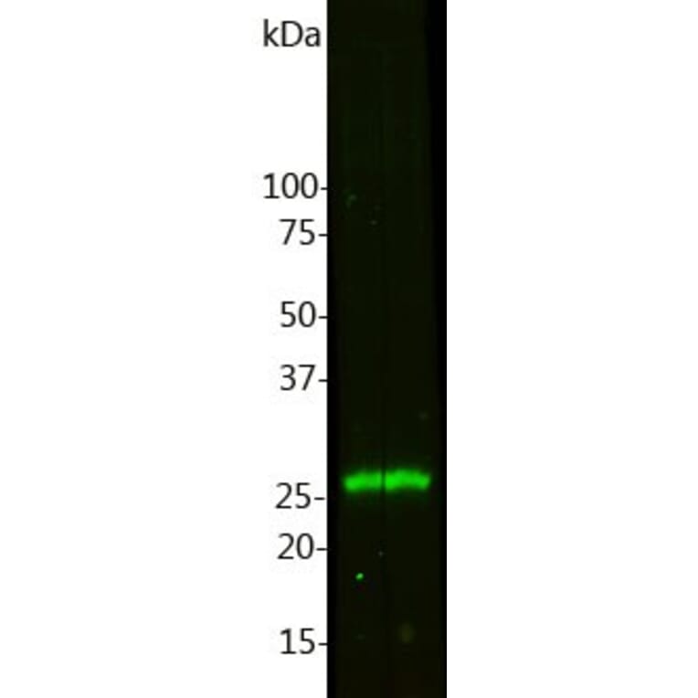 Western Blot - Anti-Calbindin Antibody [4H7] (A85360) - Antibodies.com