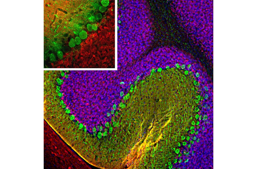 Immunofluorescence - Anti-Calbindin Antibody [4H7] (A85360) - Antibodies.com