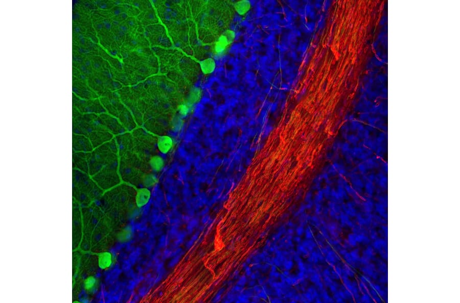 Immunofluorescence - Anti-Calbindin Antibody [4H7] (A85360) - Antibodies.com