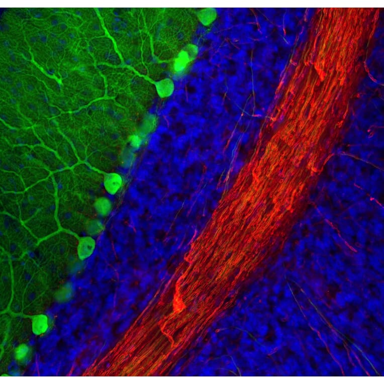 Immunofluorescence - Anti-Calbindin Antibody [4H7] (A85360) - Antibodies.com