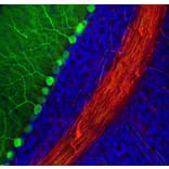 Immunofluorescence - Anti-Calbindin Antibody [4H7] (A85360) - Antibodies.com