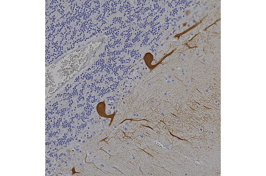 Immunohistochemistry - Anti-Calbindin Antibody [4H7] (A85360) - Antibodies.com