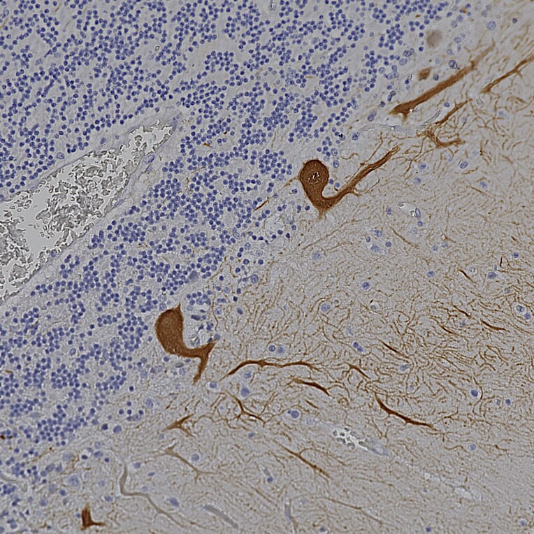 Immunohistochemistry - Anti-Calbindin Antibody [4H7] (A85360) - Antibodies.com