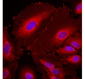 Immunofluorescence - Anti-14-3-3 eta Antibody (A85361) - Antibodies.com