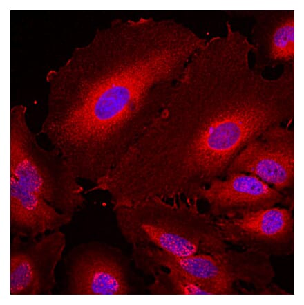 Immunofluorescence - Anti-14-3-3 eta Antibody [3G12] (A85361) - Antibodies.com