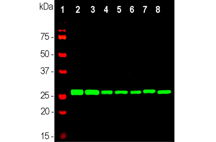 Western Blot - Anti-14-3-3 eta Antibody [3G12] (A85361) - Antibodies.com