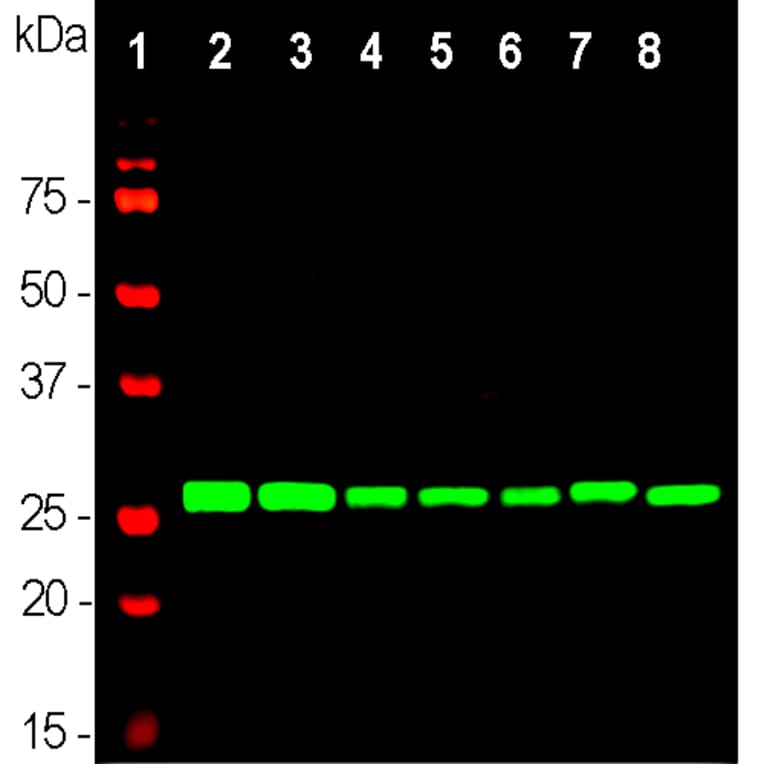 Western Blot - Anti-14-3-3 eta Antibody [3G12] (A85361) - Antibodies.com