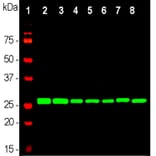 Western Blot - Anti-14-3-3 eta Antibody [3G12] (A85361) - Antibodies.com