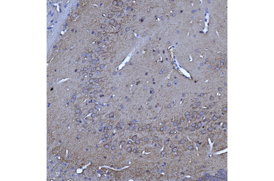 Immunohistochemistry - Anti-14-3-3 eta Antibody [3G12] (A85361) - Antibodies.com