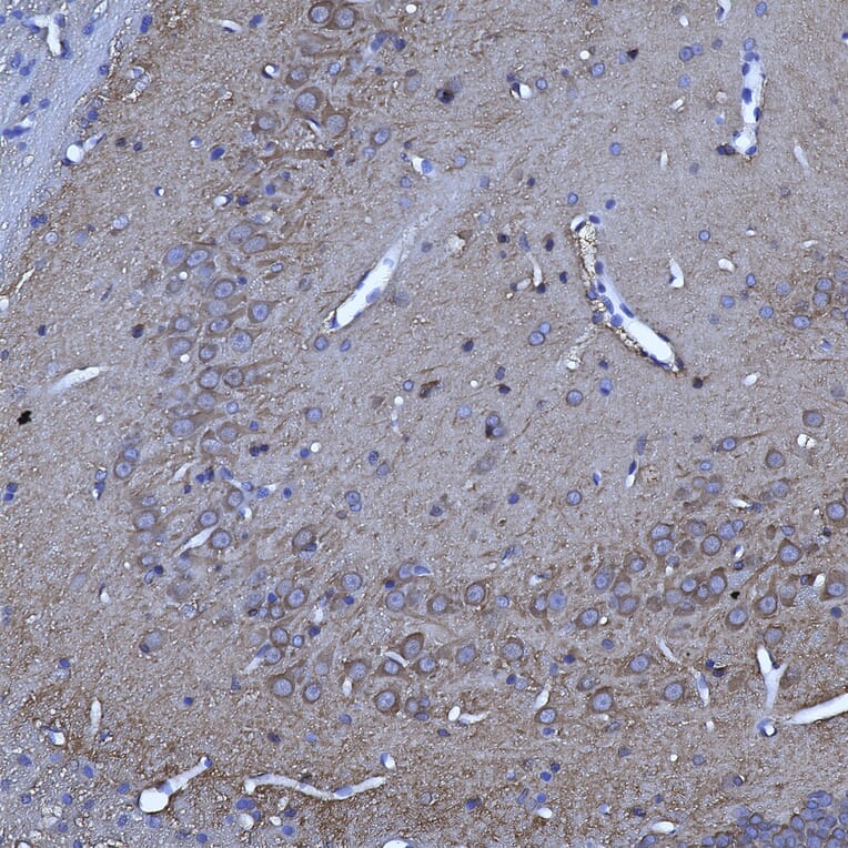 Immunohistochemistry - Anti-14-3-3 eta Antibody [3G12] (A85361) - Antibodies.com