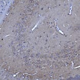 Immunohistochemistry - Anti-14-3-3 eta Antibody [3G12] (A85361) - Antibodies.com