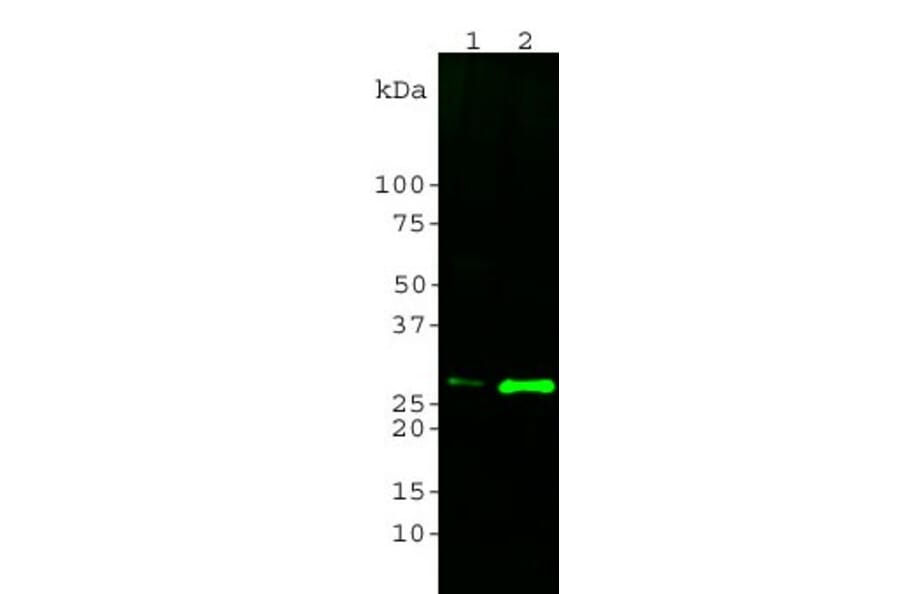 Western Blot - Anti-14-3-3 eta Antibody [3G12] (A85361) - Antibodies.com