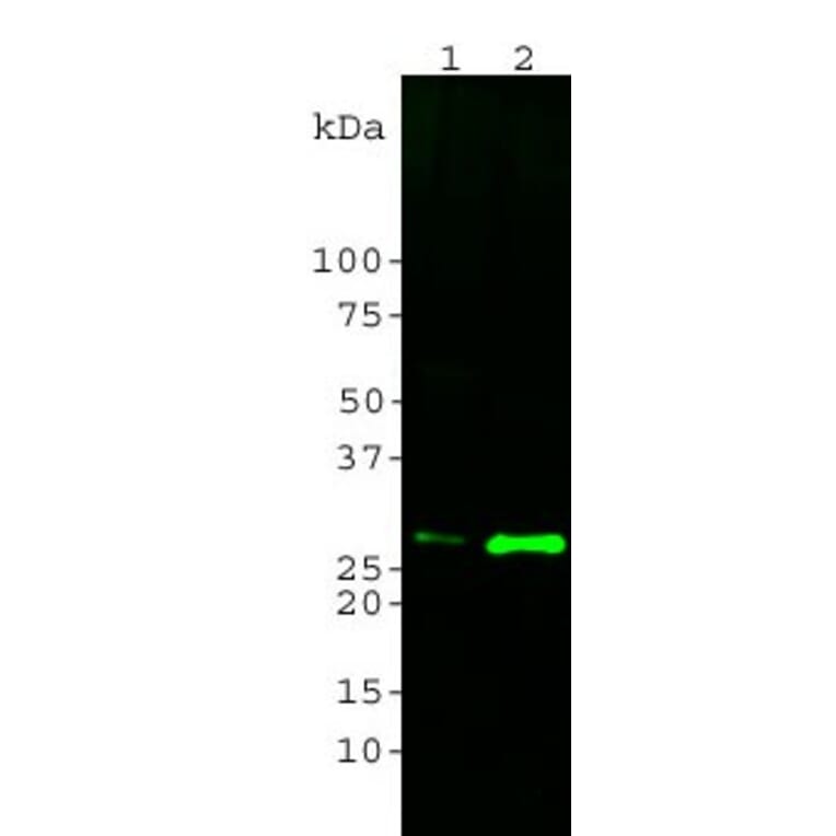 Western Blot - Anti-14-3-3 eta Antibody [3G12] (A85361) - Antibodies.com