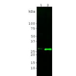 Western Blot - Anti-14-3-3 eta Antibody [3G12] (A85361) - Antibodies.com