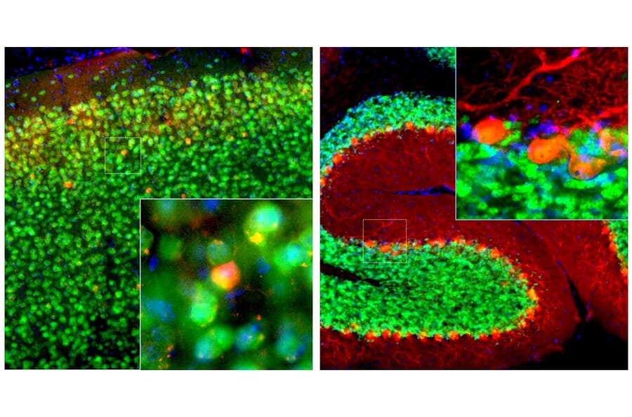 Immunofluorescence - Anti-Calbindin Antibody [5A9] (A85362) - Antibodies.com