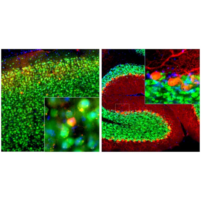 Immunofluorescence - Anti-Calbindin Antibody [5A9] (A85362) - Antibodies.com