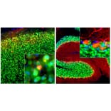 Immunofluorescence - Anti-Calbindin Antibody [5A9] (A85362) - Antibodies.com