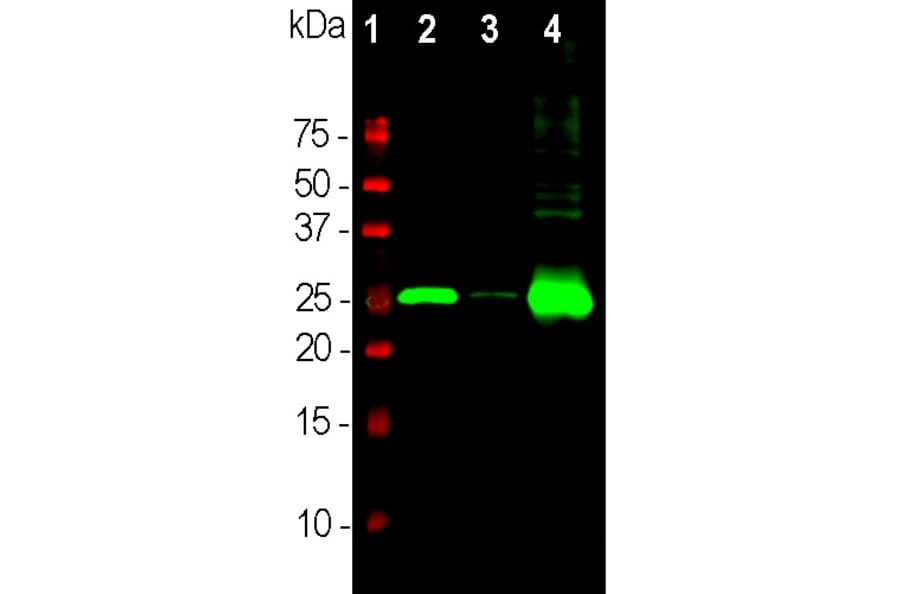 Western Blot - Anti-Calbindin Antibody [5A9] (A85362) - Antibodies.com