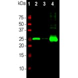 Western Blot - Anti-Calbindin Antibody [5A9] (A85362) - Antibodies.com