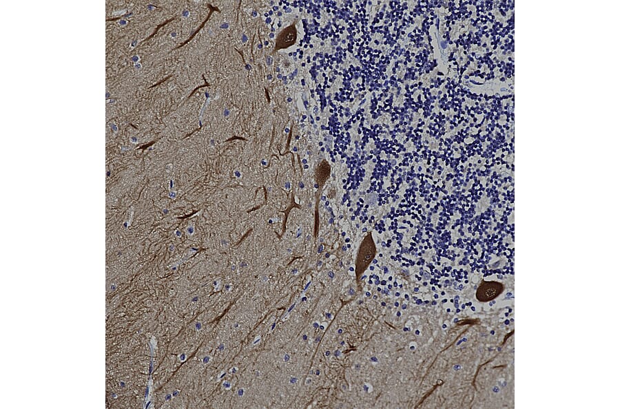 Immunohistochemistry - Anti-Calbindin Antibody [5A9] (A85362) - Antibodies.com