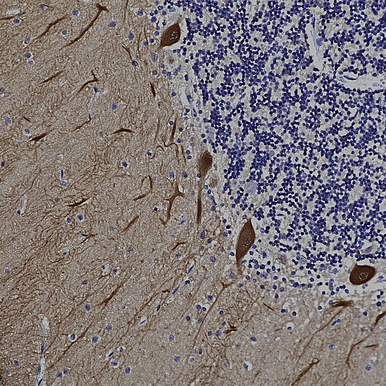 Immunohistochemistry - Anti-Calbindin Antibody [5A9] (A85362) - Antibodies.com
