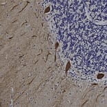 Immunohistochemistry - Anti-Calbindin Antibody [5A9] (A85362) - Antibodies.com