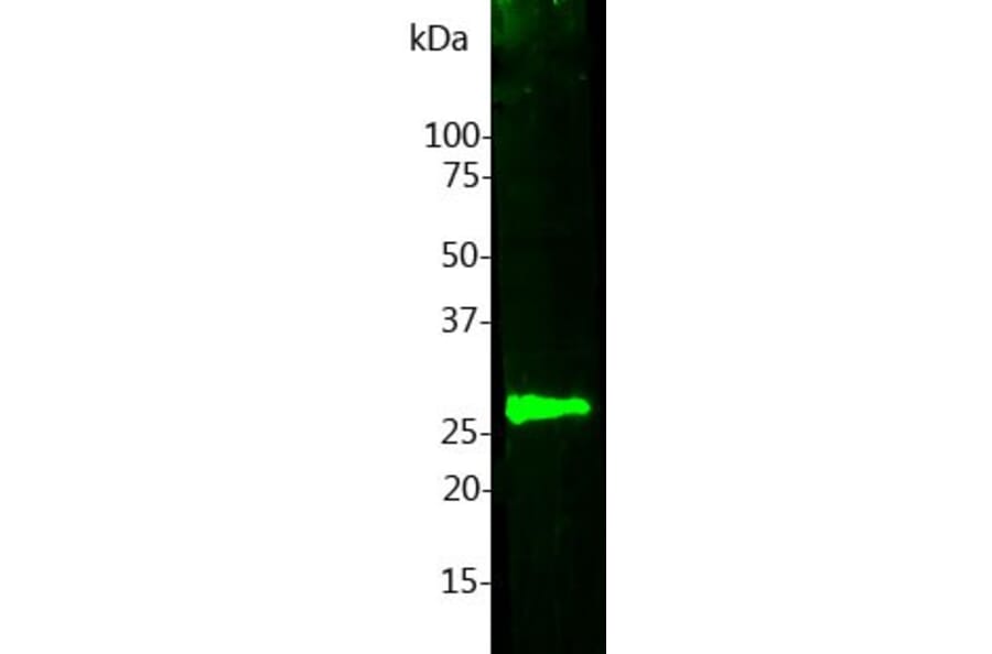 Western Blot - Anti-Calbindin Antibody [5A9] (A85362) - Antibodies.com