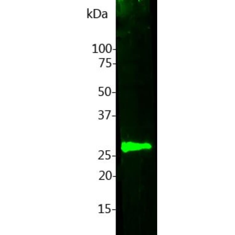 Western Blot - Anti-Calbindin Antibody [5A9] (A85362) - Antibodies.com