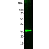 Western Blot - Anti-Calbindin Antibody [5A9] (A85362) - Antibodies.com