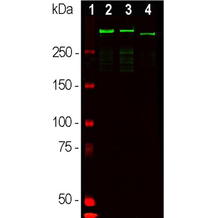 Western Blot - Anti-MAP2 Antibody (A85363) - Antibodies.com