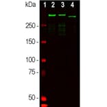 Western Blot - Anti-MAP2 Antibody (A85363) - Antibodies.com