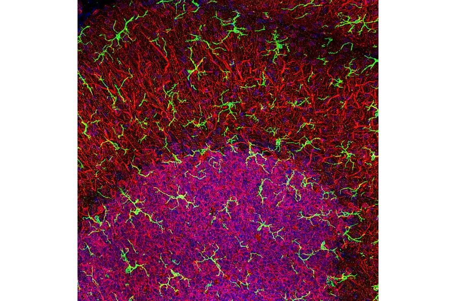Immunofluorescence - Anti-MAP2 Antibody (A85363) - Antibodies.com