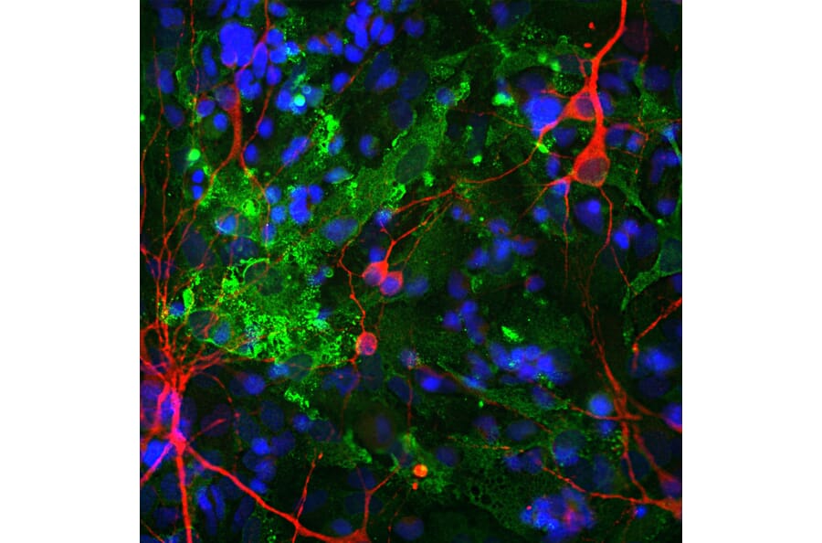 Immunofluorescence - Anti-MAP2 Antibody (A85363) - Antibodies.com