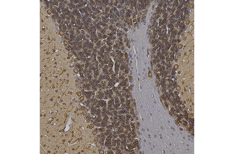 Immunohistochemistry - Anti-MAP2 Antibody (A85363) - Antibodies.com