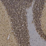 Immunohistochemistry - Anti-MAP2 Antibody (A85363) - Antibodies.com