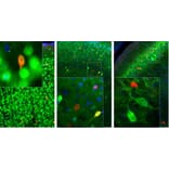 Immunofluorescence - Anti-Calretinin Antibody (A85364) - Antibodies.com