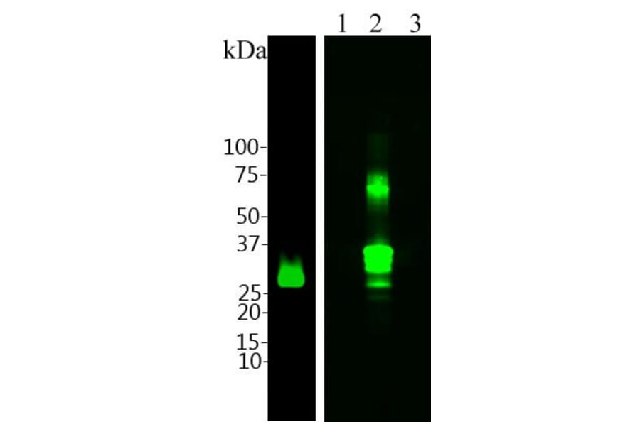 Western Blot - Anti-Calretinin Antibody (A85364) - Antibodies.com