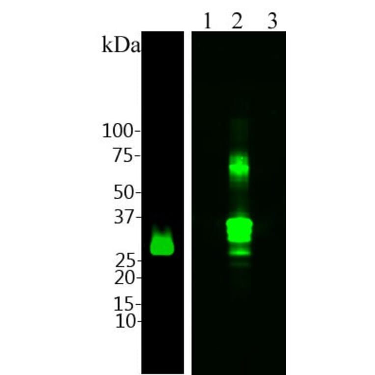 Western Blot - Anti-Calretinin Antibody (A85364) - Antibodies.com