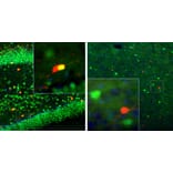 Immunofluorescence - Anti-Calretinin Antibody (A85365) - Antibodies.com