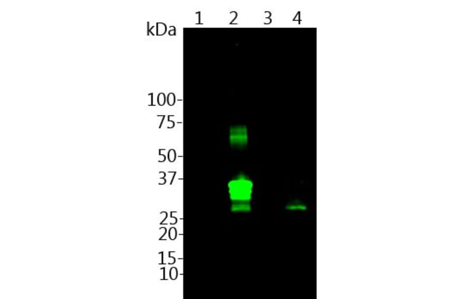 Western Blot - Anti-Calretinin Antibody (A85365) - Antibodies.com