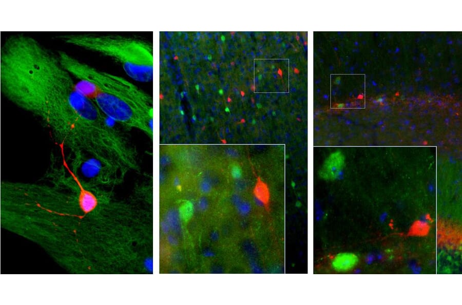 Immunofluorescence - Anti-Calretinin Antibody [6A9] (A85366) - Antibodies.com