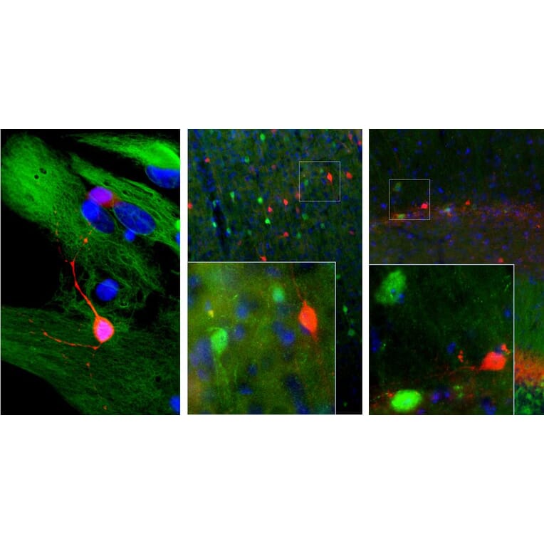 Immunofluorescence - Anti-Calretinin Antibody [6A9] (A85366) - Antibodies.com